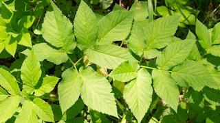 Giersch ist der Feind eines jeden Gartenbesitzers, aber man kann ihm vorbeugen