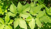 Giersch ist der Feind eines jeden Gartenbesitzers, aber man kann ihm vorbeugen