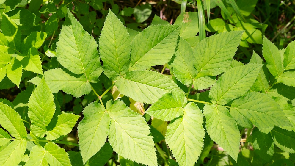 Giersch ist der Feind eines jeden Gartenbesitzers, aber man kann ihm vorbeugen