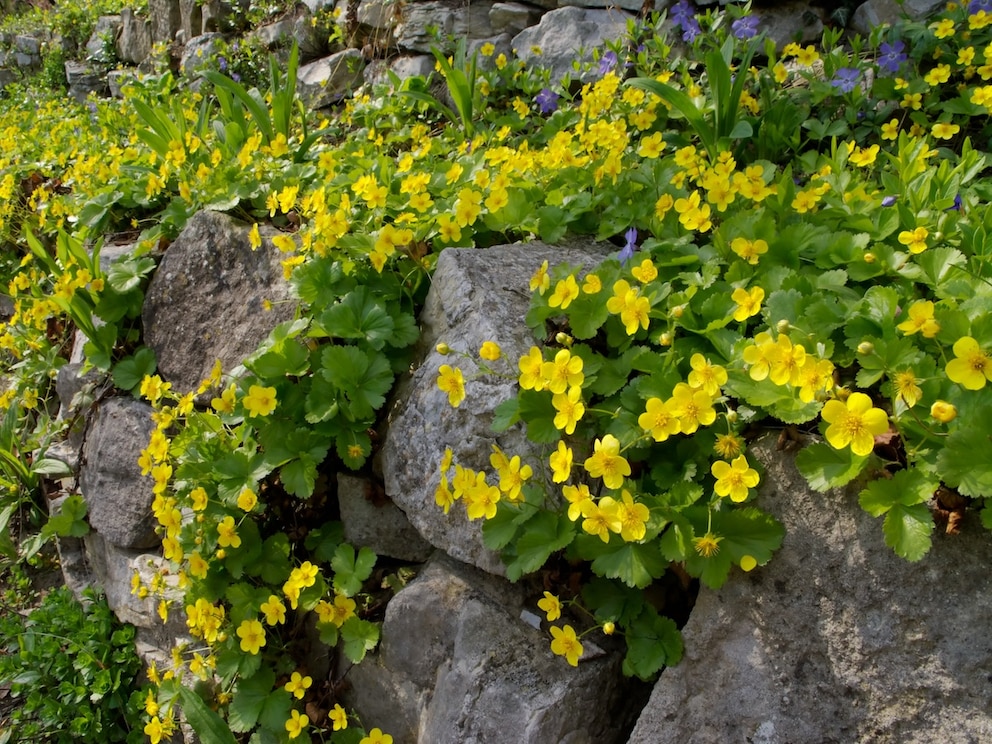 Die Golderdbeere ist besonders blühstark – von April bis Juni zeigen sich die hübschen gelben Blüten