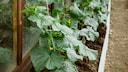 Damit die Gurken im Garten große Früchte tragen, kann man sie mit Milch düngen