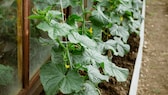 Damit die Gurken im Garten große Früchte tragen, kann man sie mit Milch düngen