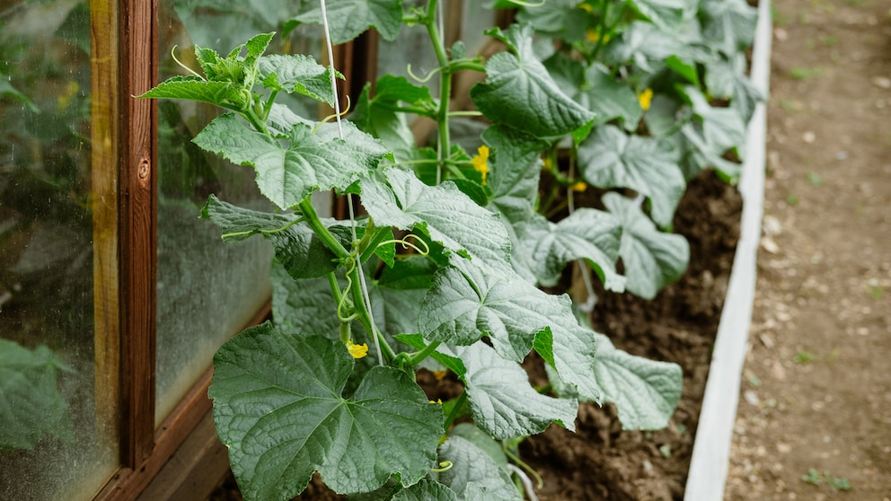 Damit die Gurken im Garten große Früchte tragen, kann man sie mit Milch düngen