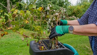 Gartenhäcksler