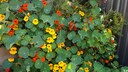 Wenn die Kapuzinerkresse keine Blüten hat, kann das mehrere Gründe haben. An Blattläusen liegt es allerdings nicht.