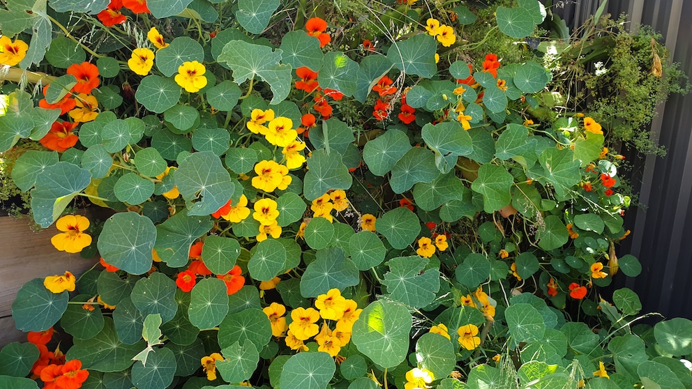 Wenn die Kapuzinerkresse keine Blüten hat, kann das mehrere Gründe haben. An Blattläusen liegt es allerdings nicht.