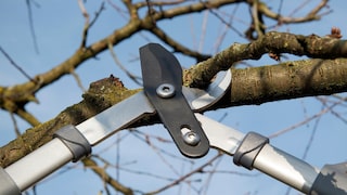 Kirschbaum schneiden
