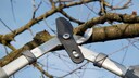 Kirschbaum schneiden
