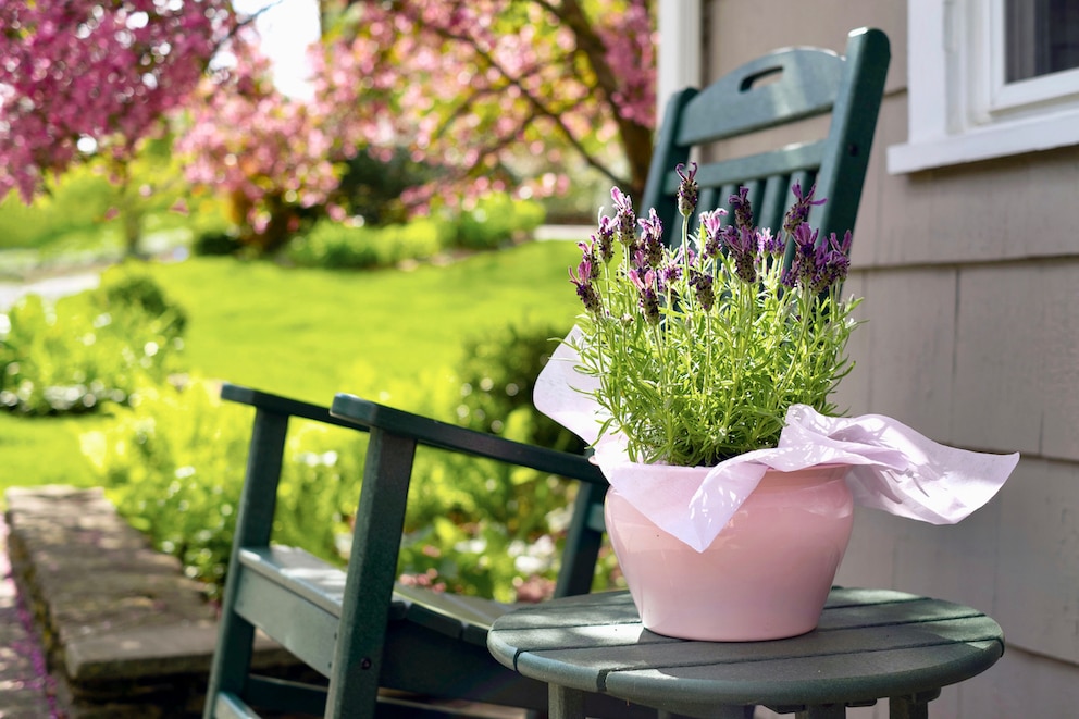 Dank Lavendel kann man die Zeit im Garten ohne lästige Mückenstiche genießen