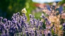 Lavendelblüte