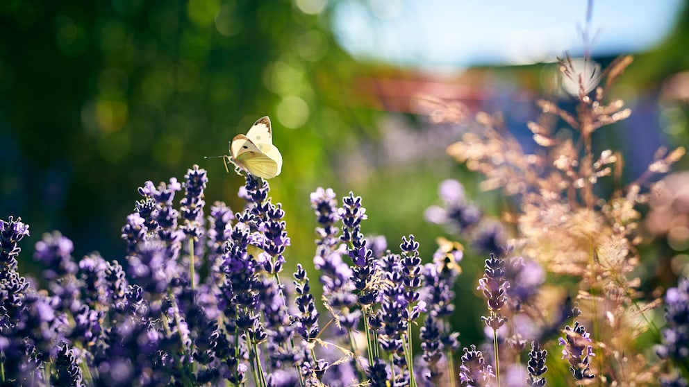 Lavendelblüte