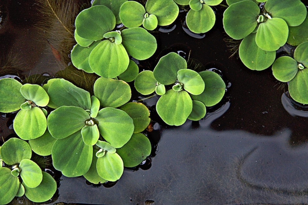 Muschelblume im Gartenteich pflanzen und pflegen myHOMEBOOK