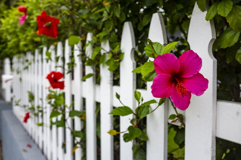 5 Pflanzen, die sich als Sichtschutz für Terrasse und Garten eignen