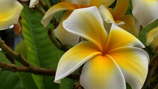 Exotische Blumen aus Urlaubsländern würden im heimischen Garten eine Menge hermachen – trotzdem sollten Sie keine mit nach Hause nehmen