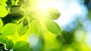 Pflanzen im Sonnenlicht
