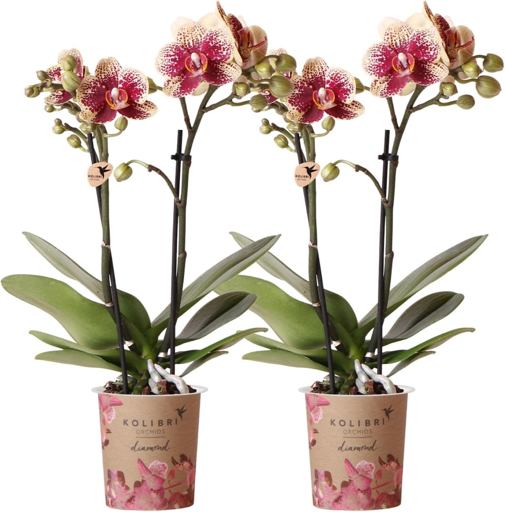 Phalaenopsis-Orchideen