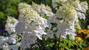 Stauden für den kleinen Garten