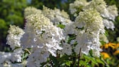 Stauden für den kleinen Garten