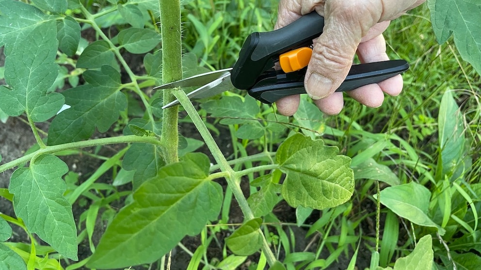Tomaten sollte man regelmäßig schneiden, um die Fruchtbildung zu unterstützen