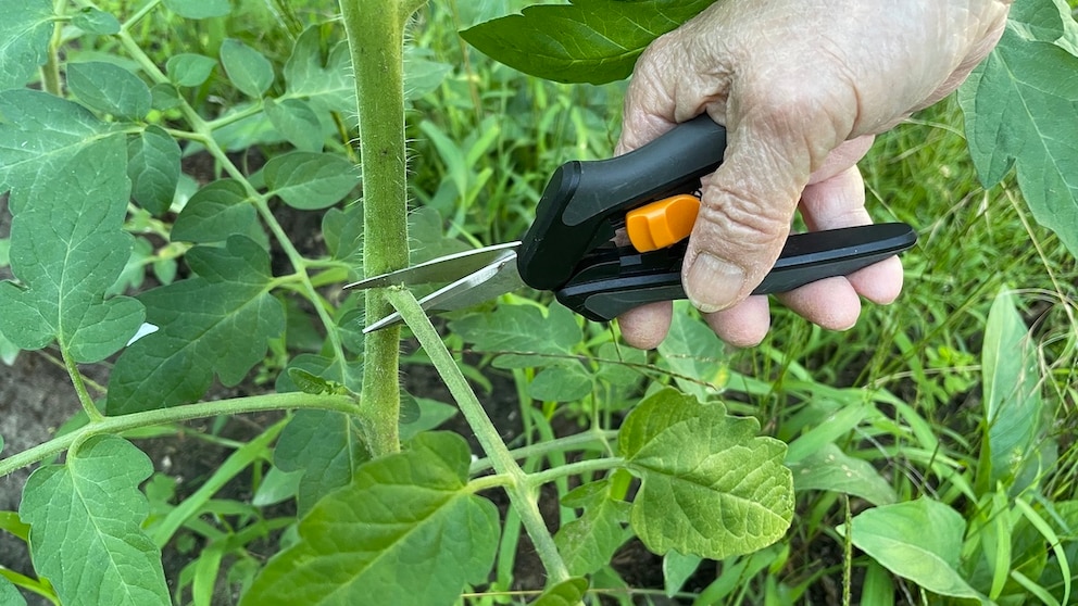 Tomaten sollte man regelmäßig schneiden, um die Fruchtbildung zu unterstützen