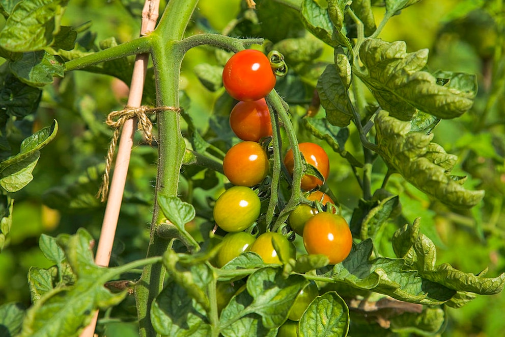 Tomaten enthalten Inhaltsstoffe, die Mücken nicht leiden können