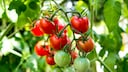 Tomaten sind ein beliebtes Gemüse für Garten und Balkon, doch bei der Pflege kann man leider viele Fehler machen