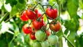 Tomaten sind ein beliebtes Gemüse für Garten und Balkon, doch bei der Pflege kann man leider viele Fehler machen