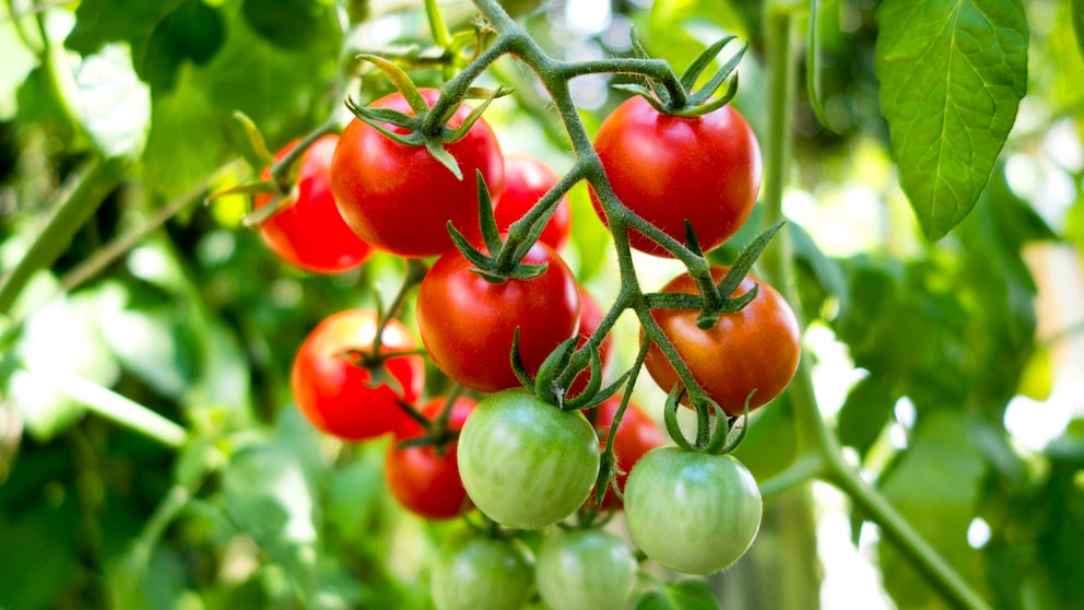 Tomaten sind ein beliebtes Gemüse für Garten und Balkon, doch bei der Pflege kann man leider viele Fehler machen