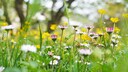 Unterschied Margeriten Gänseblümchen