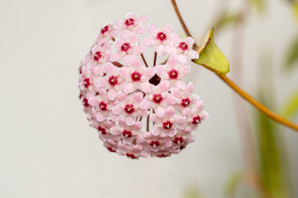 Die Blüten der Wachsblume verströmen einen intensiven, süßen Duft