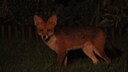 Wildkamera