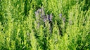 Ysop (Hyssopus officinalis)