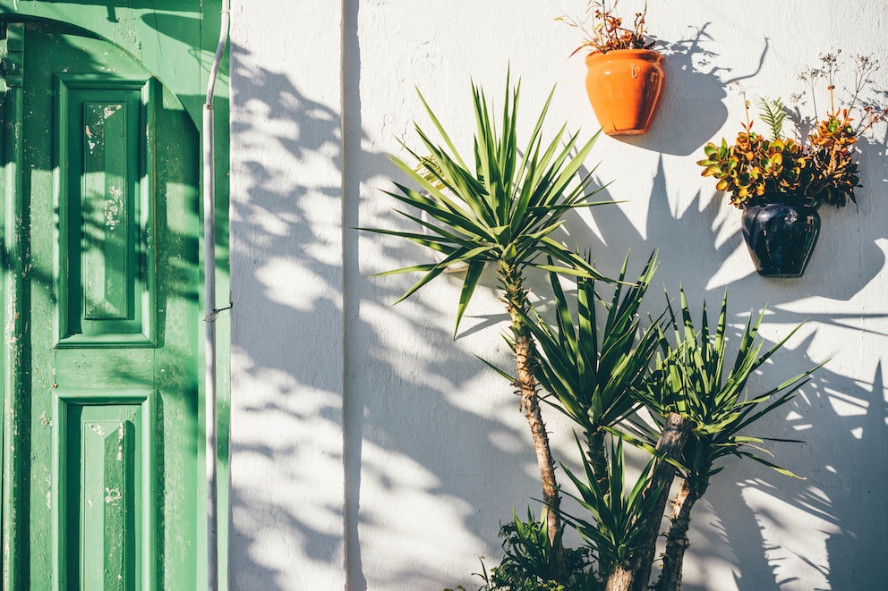 Ursprünglich stammt die Yucca-Palme aus Südamerika. Hierzulande fühlt sie sich im Sommer auch draußen wohl