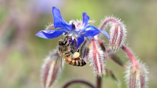Borretsch (Borago officinalis) ist ein Küchenkraut und mit seinen ausladenden Blüten ein Blickfang im Garten. Außerdem ist er sehr bienenfreundlich.
