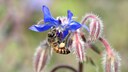 Borretsch (Borago officinalis) ist ein Küchenkraut und mit seinen ausladenden Blüten ein Blickfang im Garten. Außerdem ist er sehr bienenfreundlich.