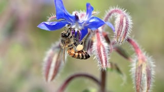 Borretsch (Borago officinalis) ist ein Küchenkraut und mit seinen ausladenden Blüten ein Blickfang im Garten. Außerdem ist er sehr bienenfreundlich.