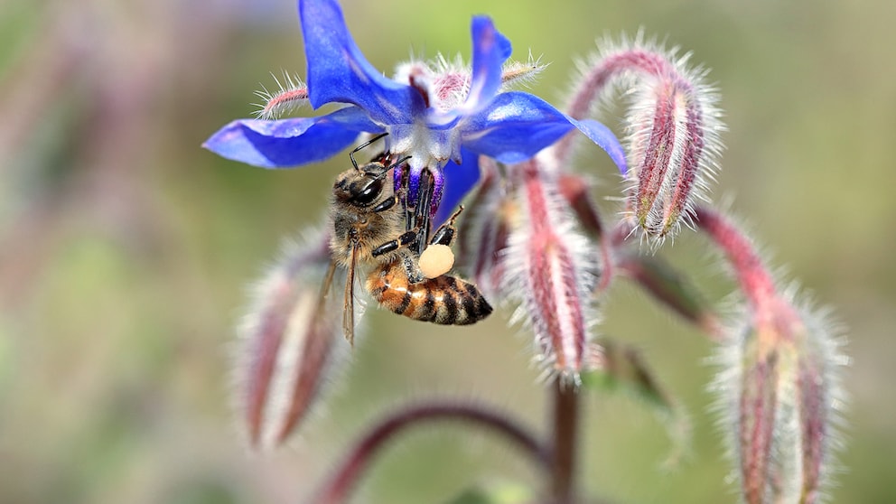 Borretsch (Borago officinalis) ist ein Küchenkraut und mit seinen ausladenden Blüten ein Blickfang im Garten. Außerdem ist er sehr bienenfreundlich.