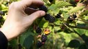 Brombeeren sind nicht nur lecker, sondern auch sehr gesund und kalorienarm