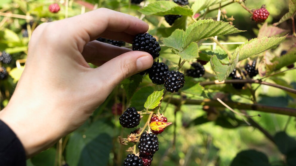 Brombeeren sind nicht nur lecker, sondern auch sehr gesund und kalorienarm