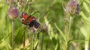Für Schmetterlinge, Bienen und andere Insekten stellt die Wilde Karde eine willkommene Nahrungsquelle dar