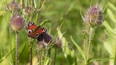 Für Schmetterlinge, Bienen und andere Insekten stellt die Wilde Karde eine willkommene Nahrungsquelle dar