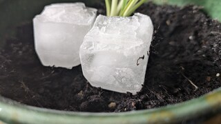 Können Eiswürfel wirklich verhindern können, dass man Pflanzen übergießt?