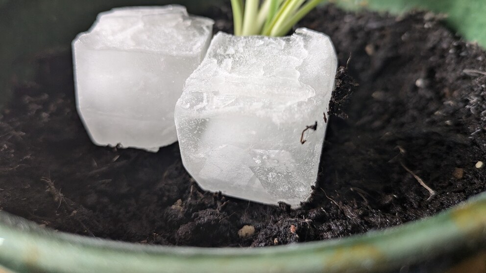 Können Eiswürfel wirklich verhindern können, dass man Pflanzen übergießt?
