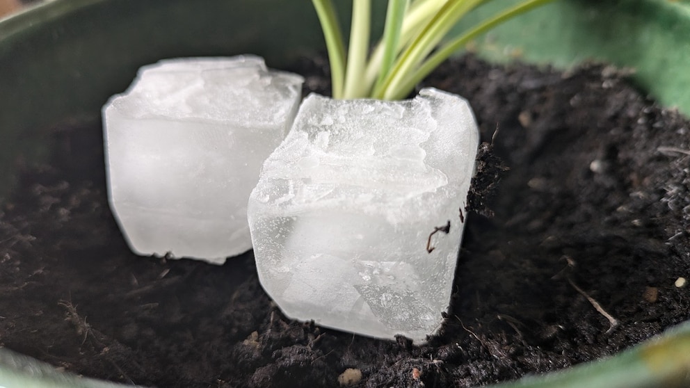 Können Eiswürfel wirklich verhindern können, dass man Pflanzen übergießt?