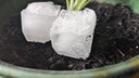 Können Eiswürfel wirklich verhindern können, dass man Pflanzen übergießt?