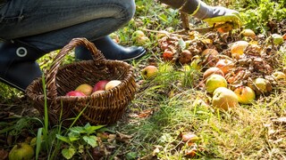 Darf man sich an fremdem Fallobst einfach so bedienen?