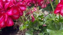 Geranien Blüten entfernen