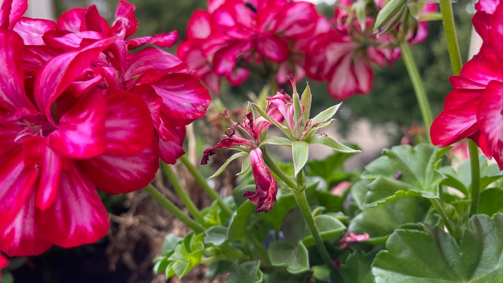 Geranien Blüten entfernen