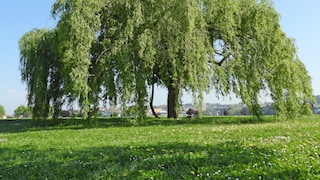 Trauerweide