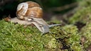 Die Weinbergschnecke kann eine Größe von bis zu fünf Zentimetern erreichen. Sie ist damit die größte hiesige Land-Gehäuseschnecke
